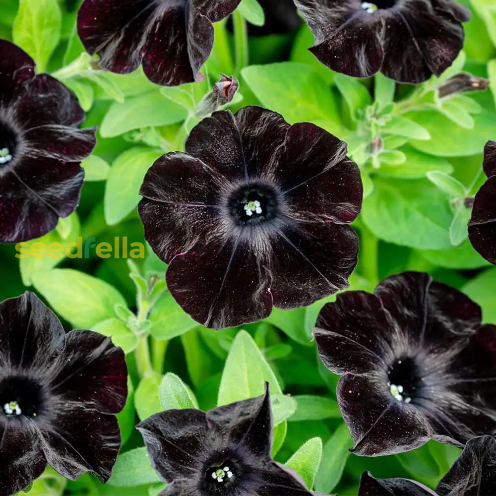 Velvet Petunia Flower Seeds: Essential Planting Guide Seeds