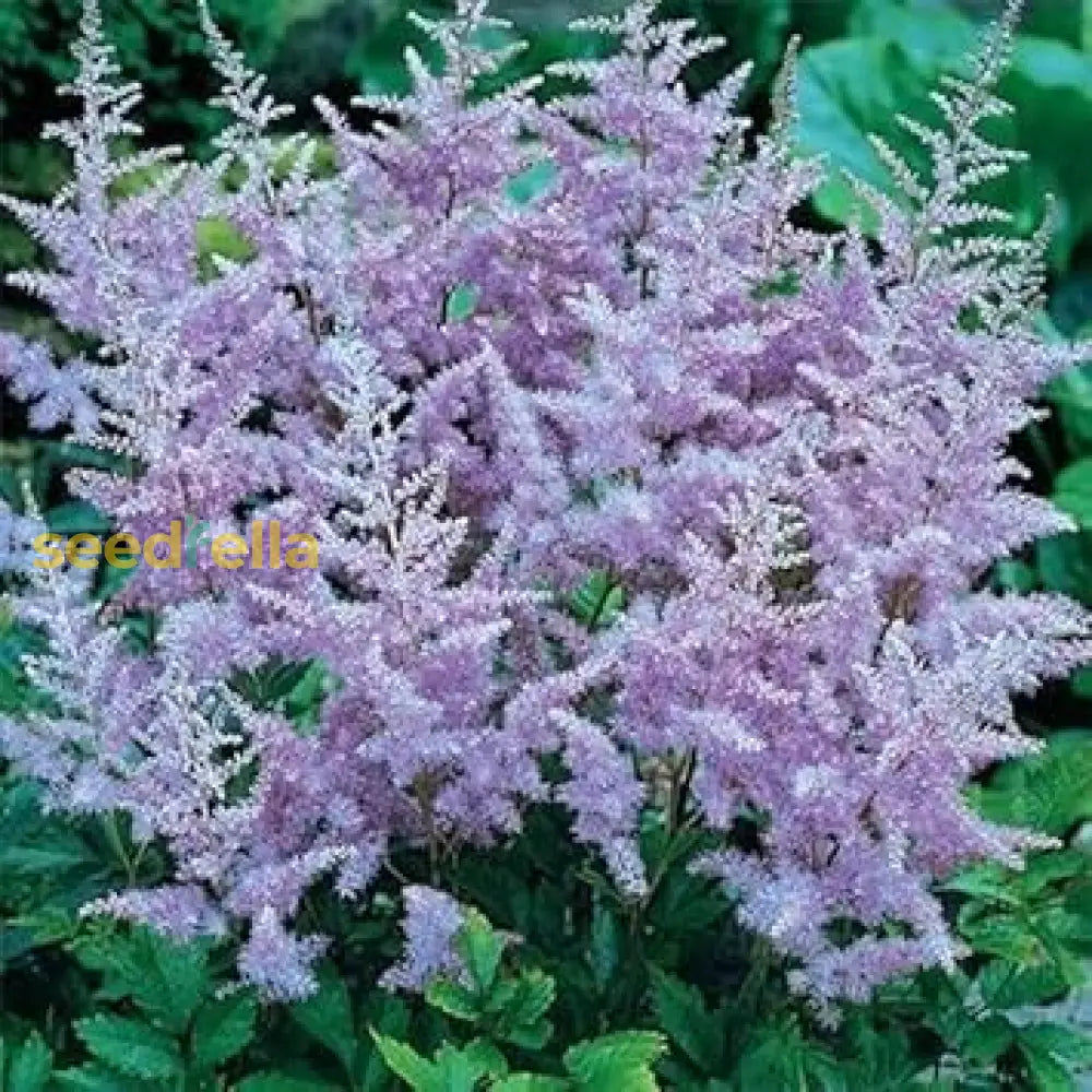 Vender Astilbe Flower Seeds For Planting