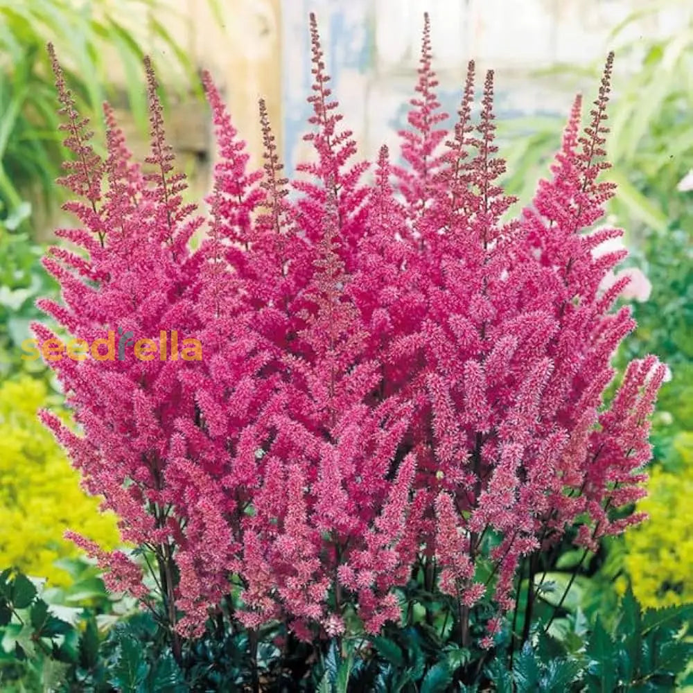 Vender Astilbe Flower Seeds For Planting