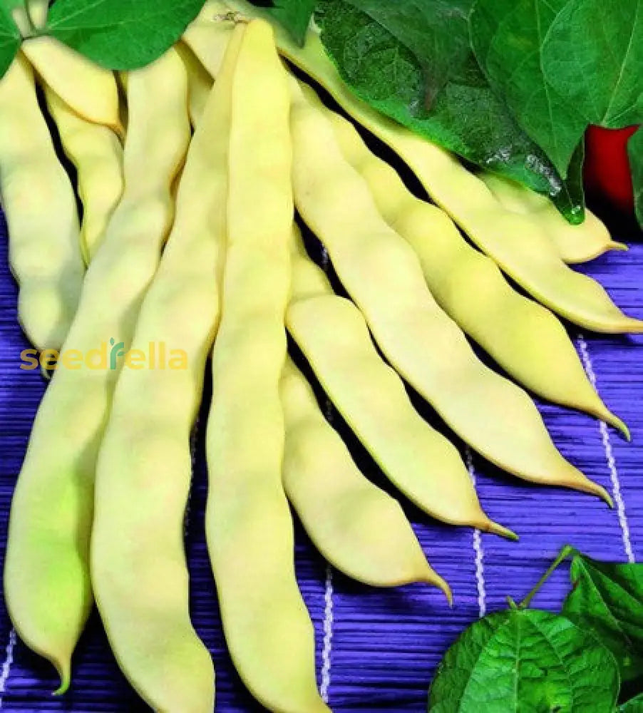 Venezia bean plants growing in garden