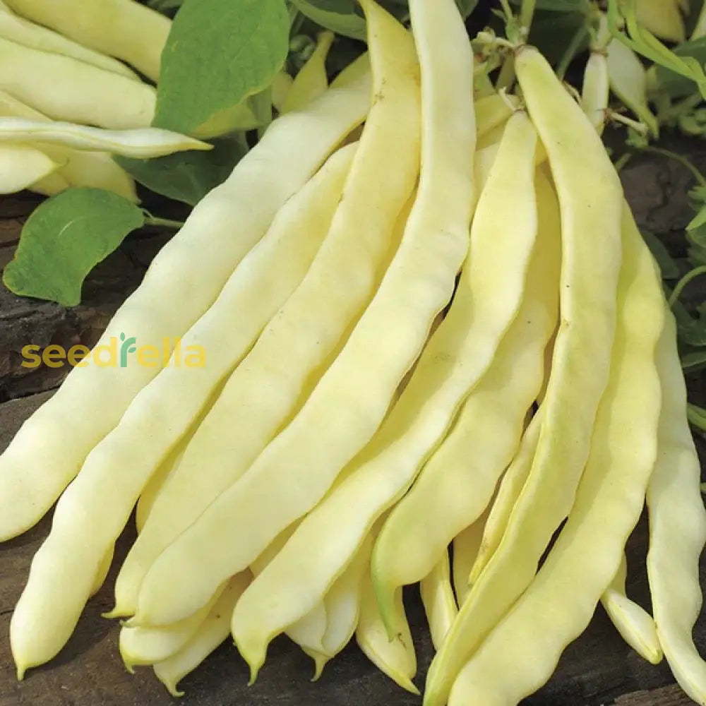 High quality Venezia bean seeds closeup
