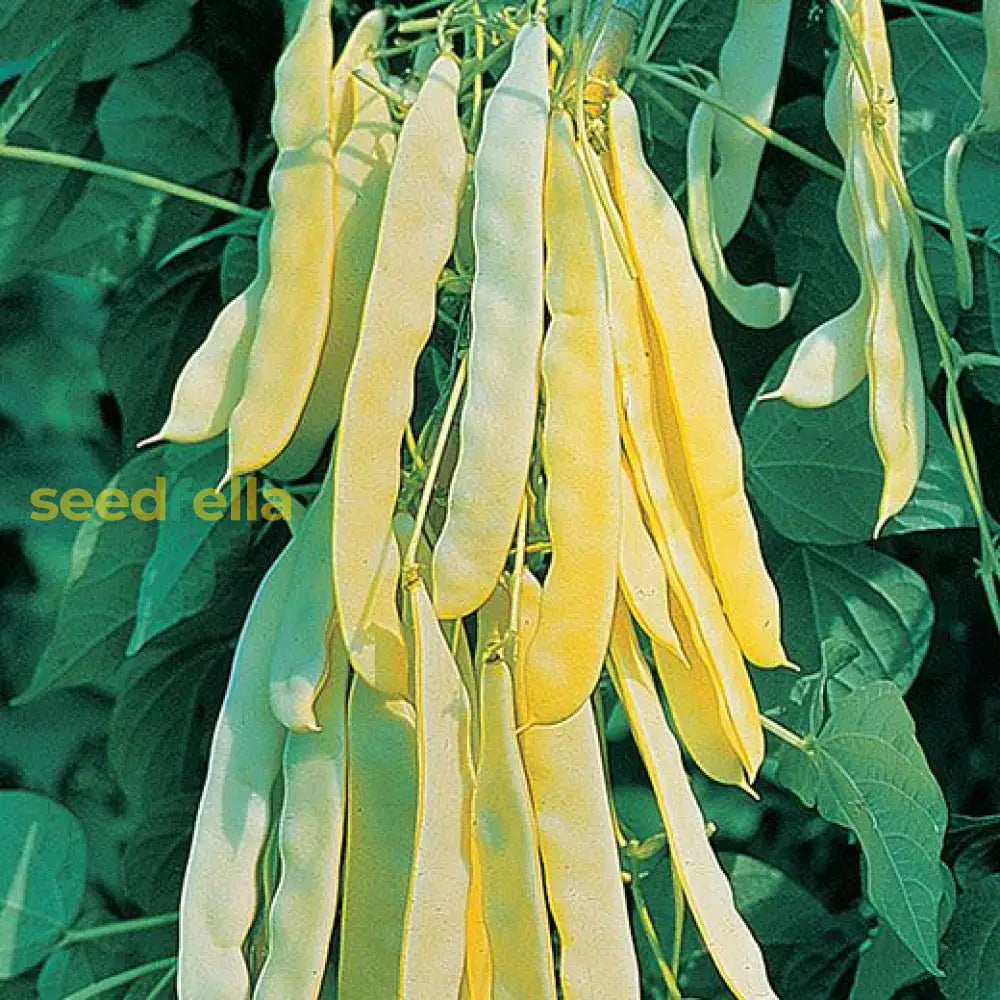 Venezia Bean Vegetable Seeds For Your Garden Seeds