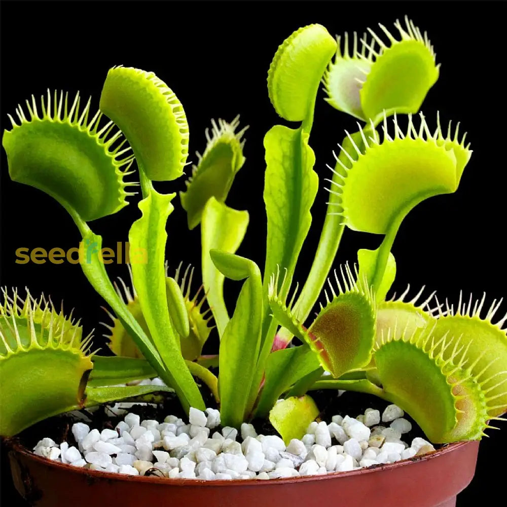 Venus Fly Trap Flower Seeds - Parrot Green: Unique Carnivorous Planting For Enthusiasts And