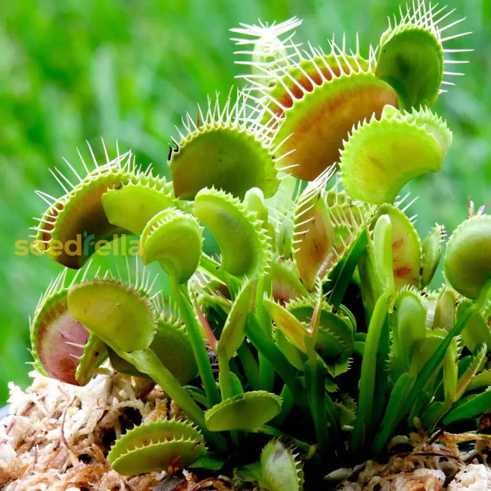 Venus Fly Trap Flower Seeds - Parrot Green: Unique Carnivorous Planting For Enthusiasts And