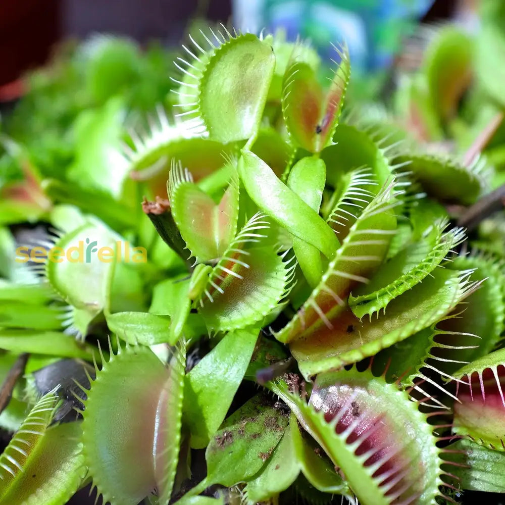 Venus Fly Trap Seeds For Planting  Grow Your Own Carnivorous Plant Seeds