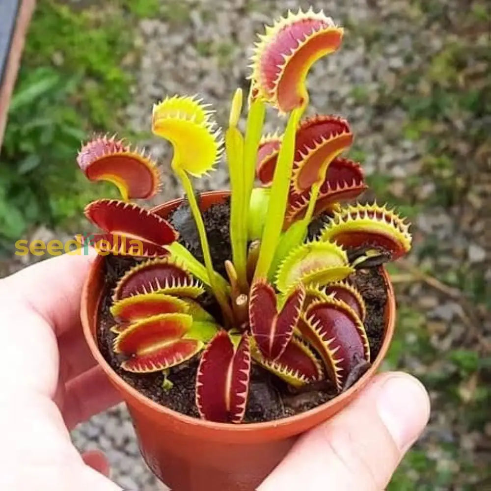 Venus Fly Trap Seeds For Planting  Grow Your Own Carnivorous Plant Seeds