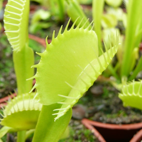 Live Venus Flytrap in outdoor bog style garden