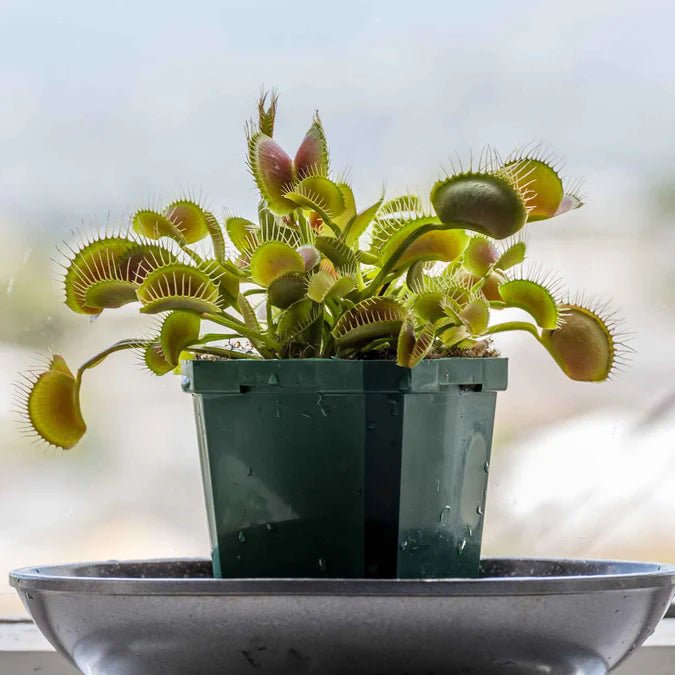 Live Venus Flytrap plant in terrarium display