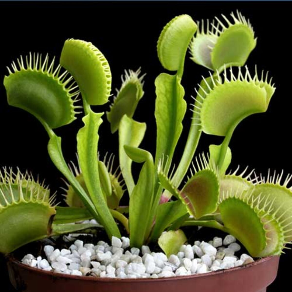 Venus Flytrap seeds Dionaea muscipula carnivorous plant