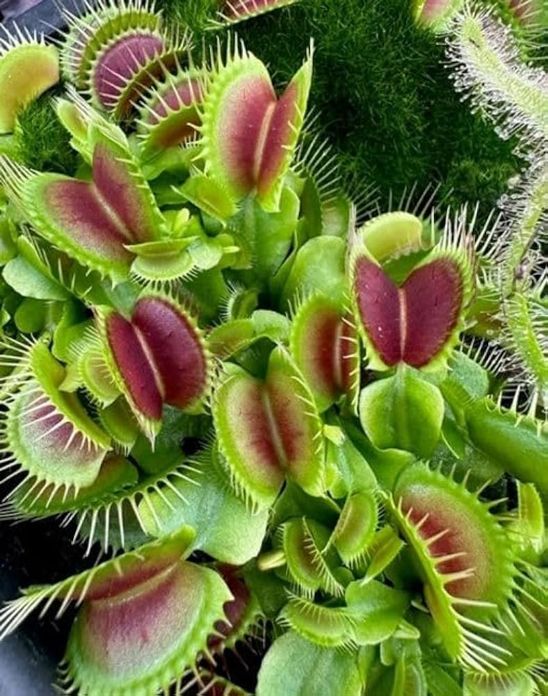 Venus Flytrap grown from seeds in terrarium display
