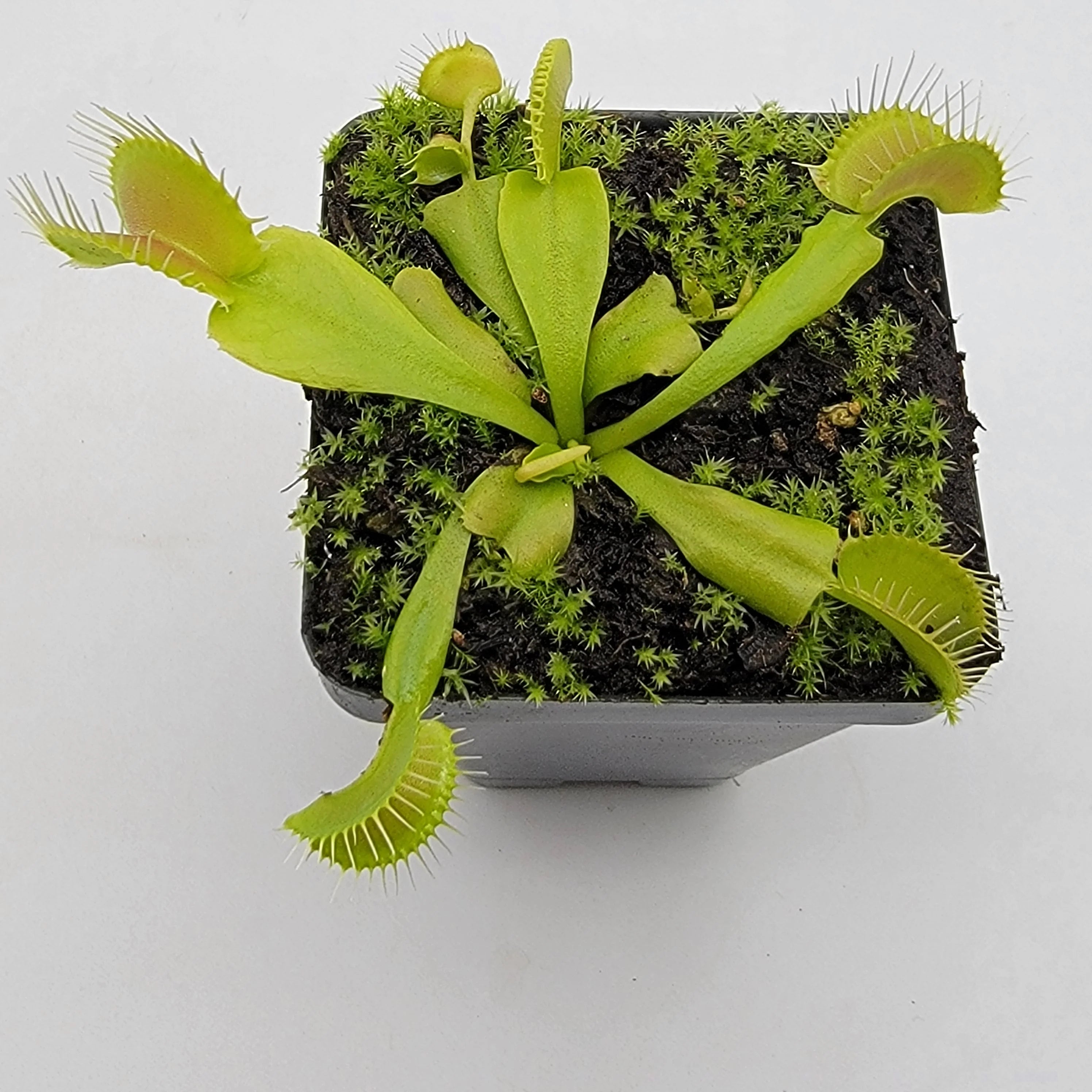Venus Flytrap on sunny windowsill indoor décor