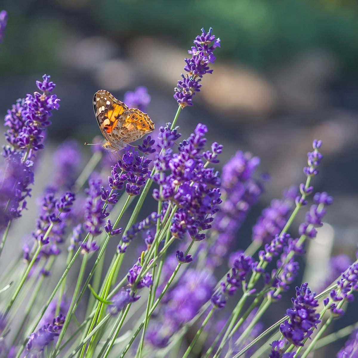 Vera English Lavender border planting grown from seeds
