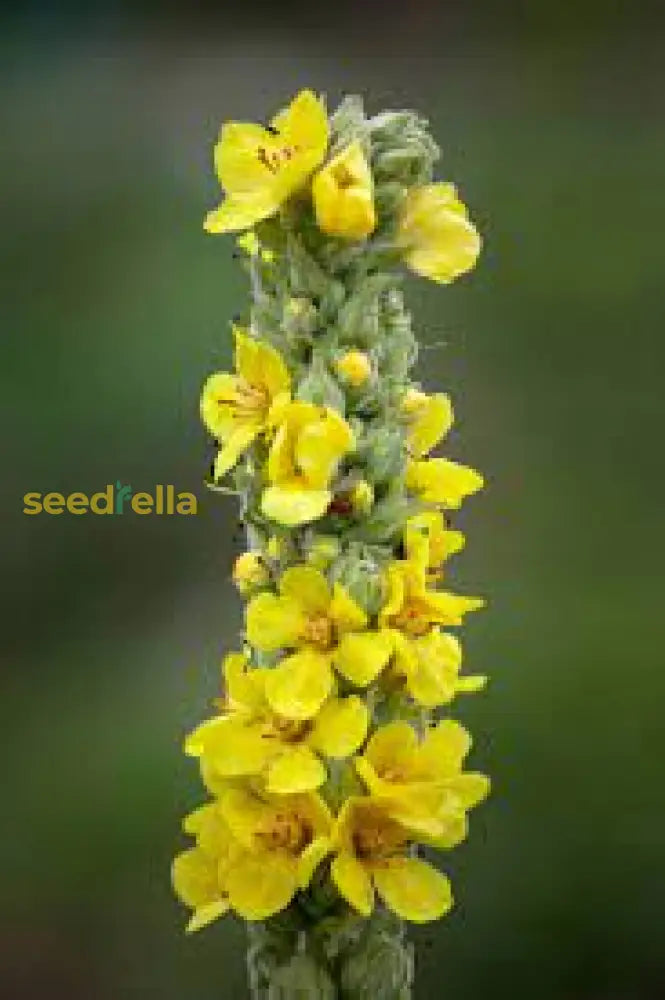 Verbascum Thapsus (Great Mullein) Plant Seeds For Vibrant Flowering And Gardening Enthusiasts