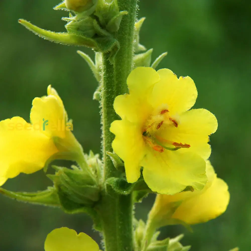 Verbascum Thapsus (Great Mullein) Plant Seeds For Vibrant Flowering And Gardening Enthusiasts