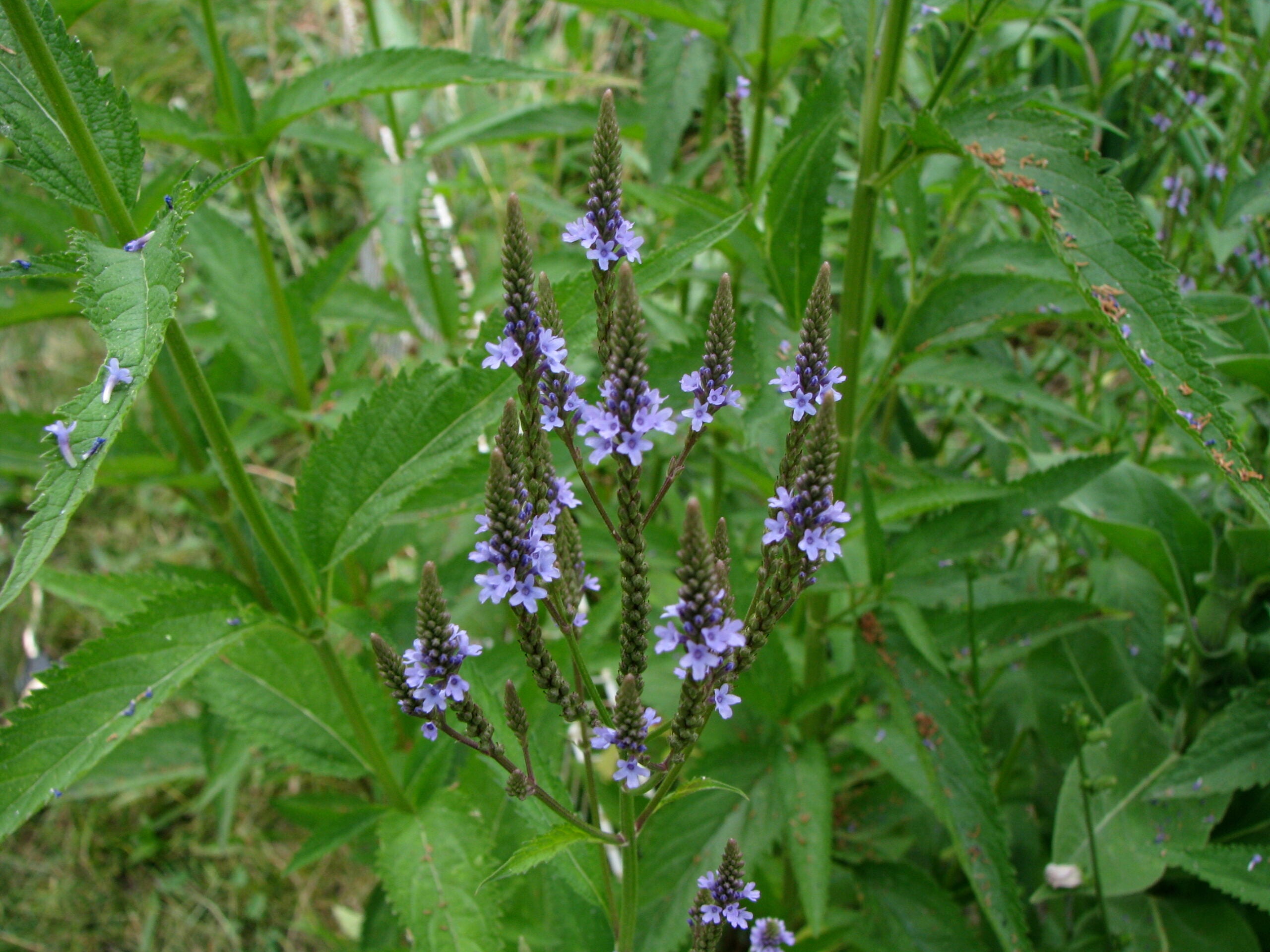 Blue Verbena Plants in Garden Borders