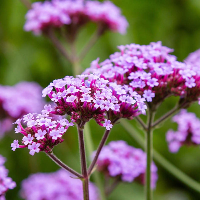 Purple flowers of Buenos Aires Verbena in full bloom