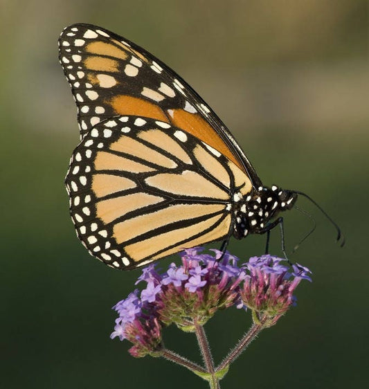Packet of Verbena bonariensis flower seeds