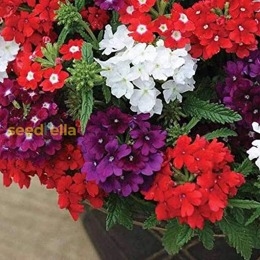 Verbena Dwarf Mix Flower Seeds For Planting  Vibrant Annual Blooms