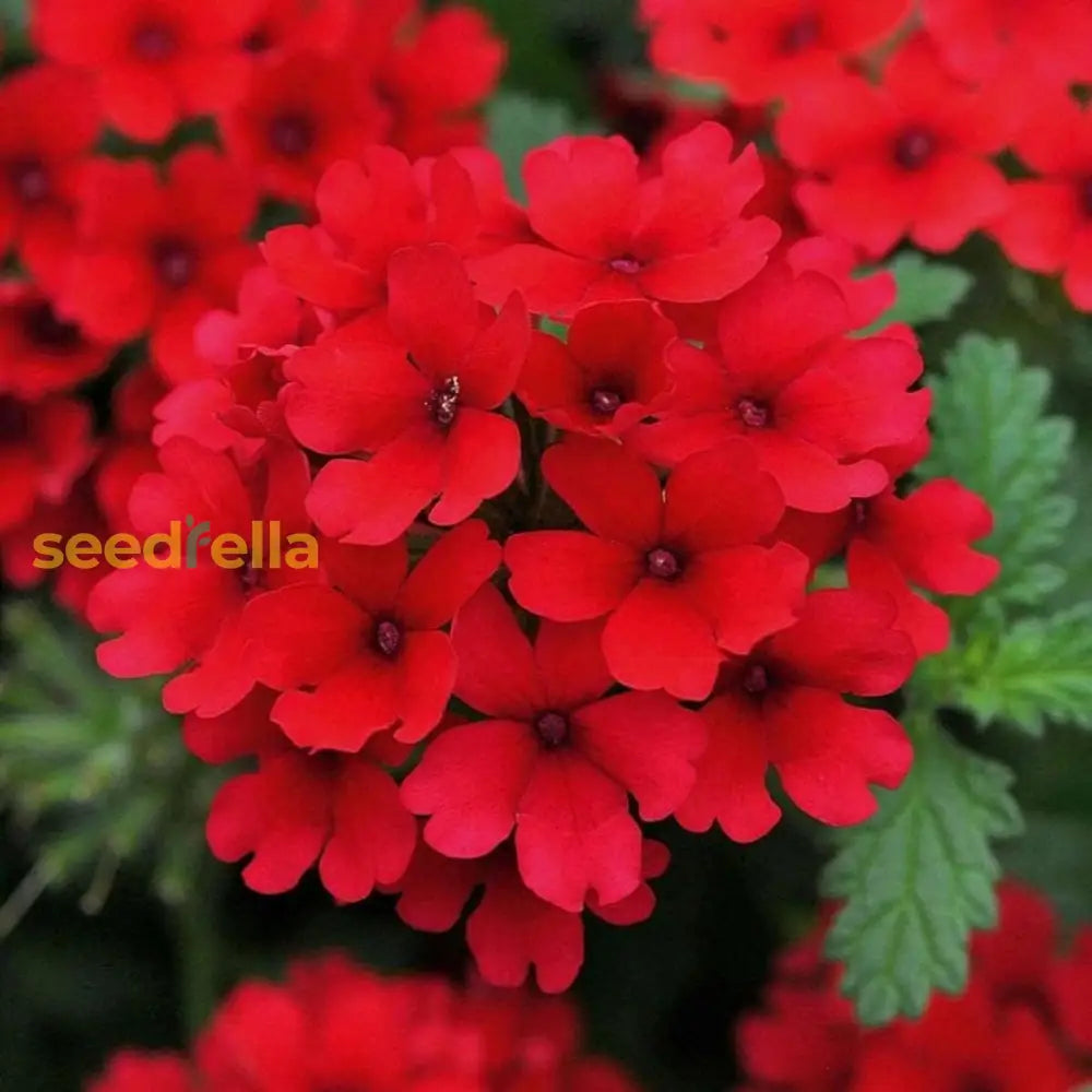 Verbena Flower Planting Seeds Red For Vibrant Blooms - Seed Striking Color And Lush Garden Displays