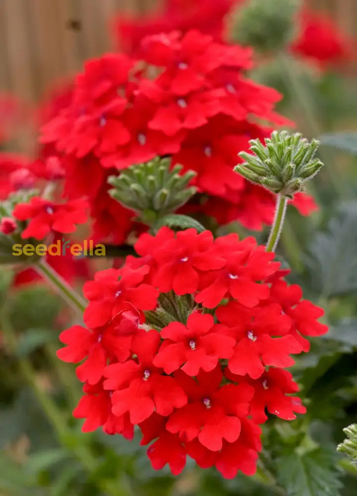 Verbena Flower Planting Seeds Red For Vibrant Blooms - Seed Striking Color And Lush Garden Displays