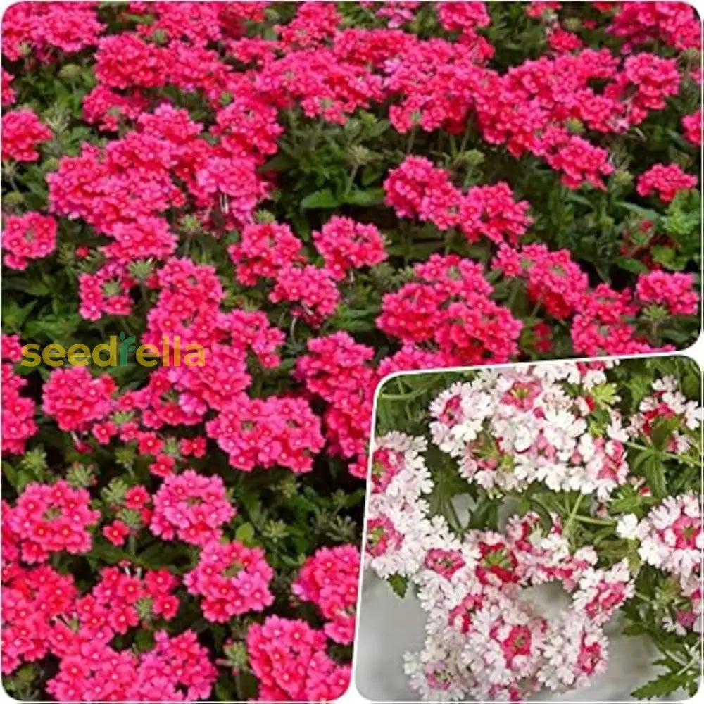 Verbena Flower Seeds Dark Pink Planting