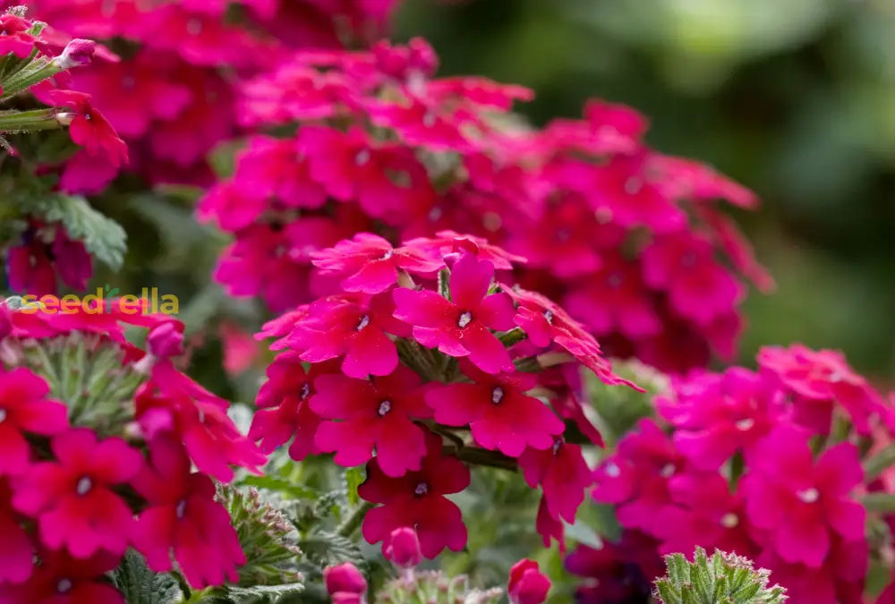 Verbena Flower Seeds Dark Pink Planting