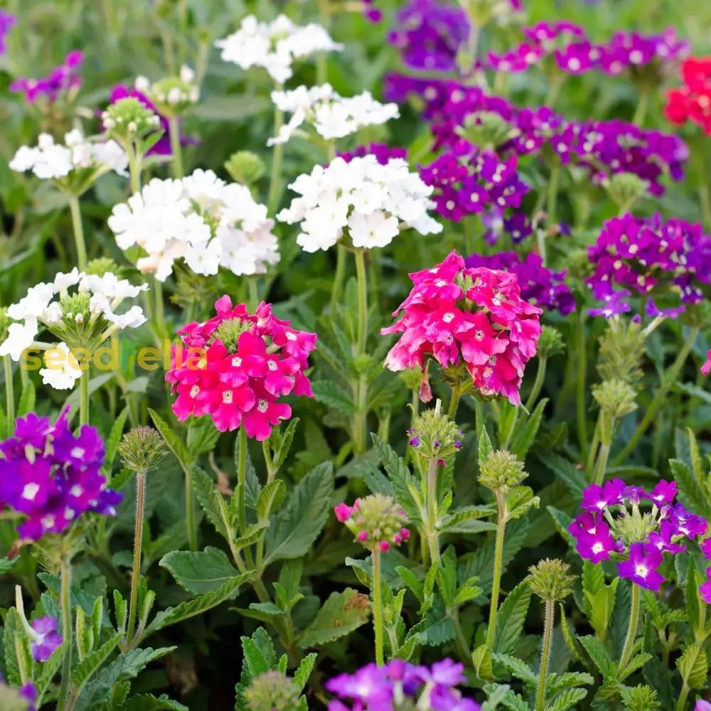 Verbena Flower Seeds For Planting