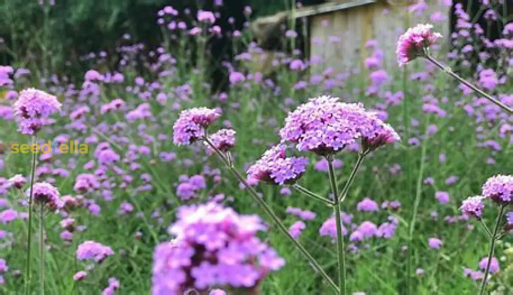 Verbena Flower Seeds For Planting Plant Seeds