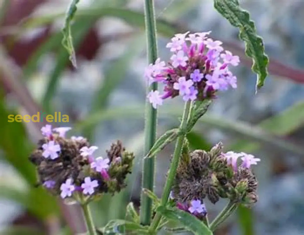 Verbena Flower Seeds For Planting Plant Seeds