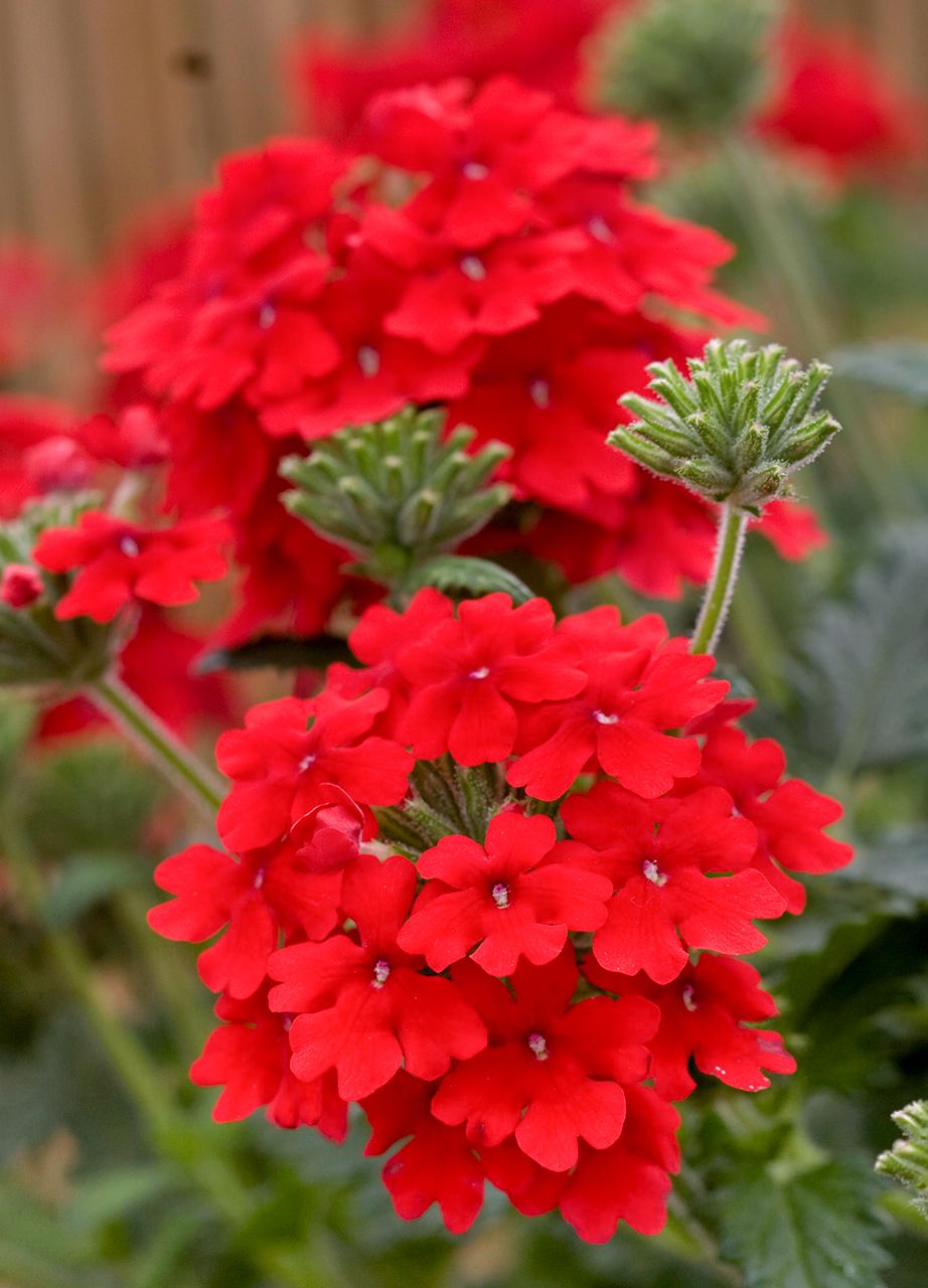 Verbena Flower Planting Seeds Red For Vibrant Blooms - Seed Striking Color And Lush Garden Displays