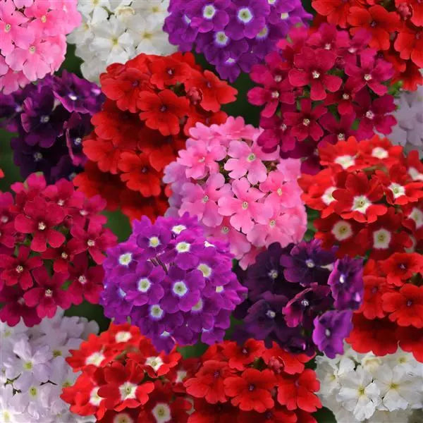 Mixed Color Verbena Flowers in Garden Borders