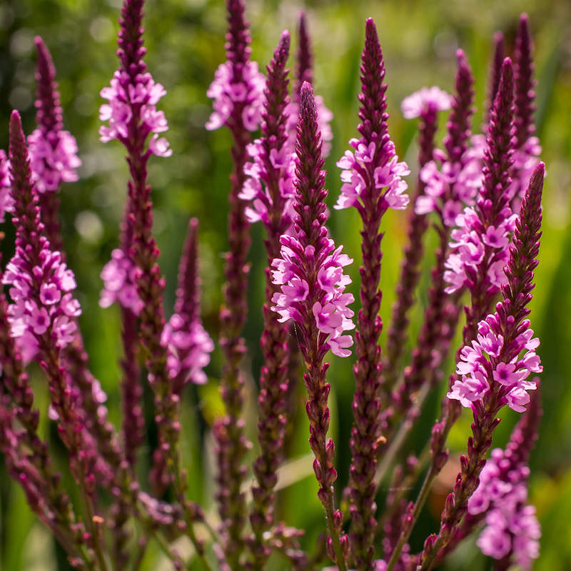 Verbena hastata Rosea growing in sunny garden bed