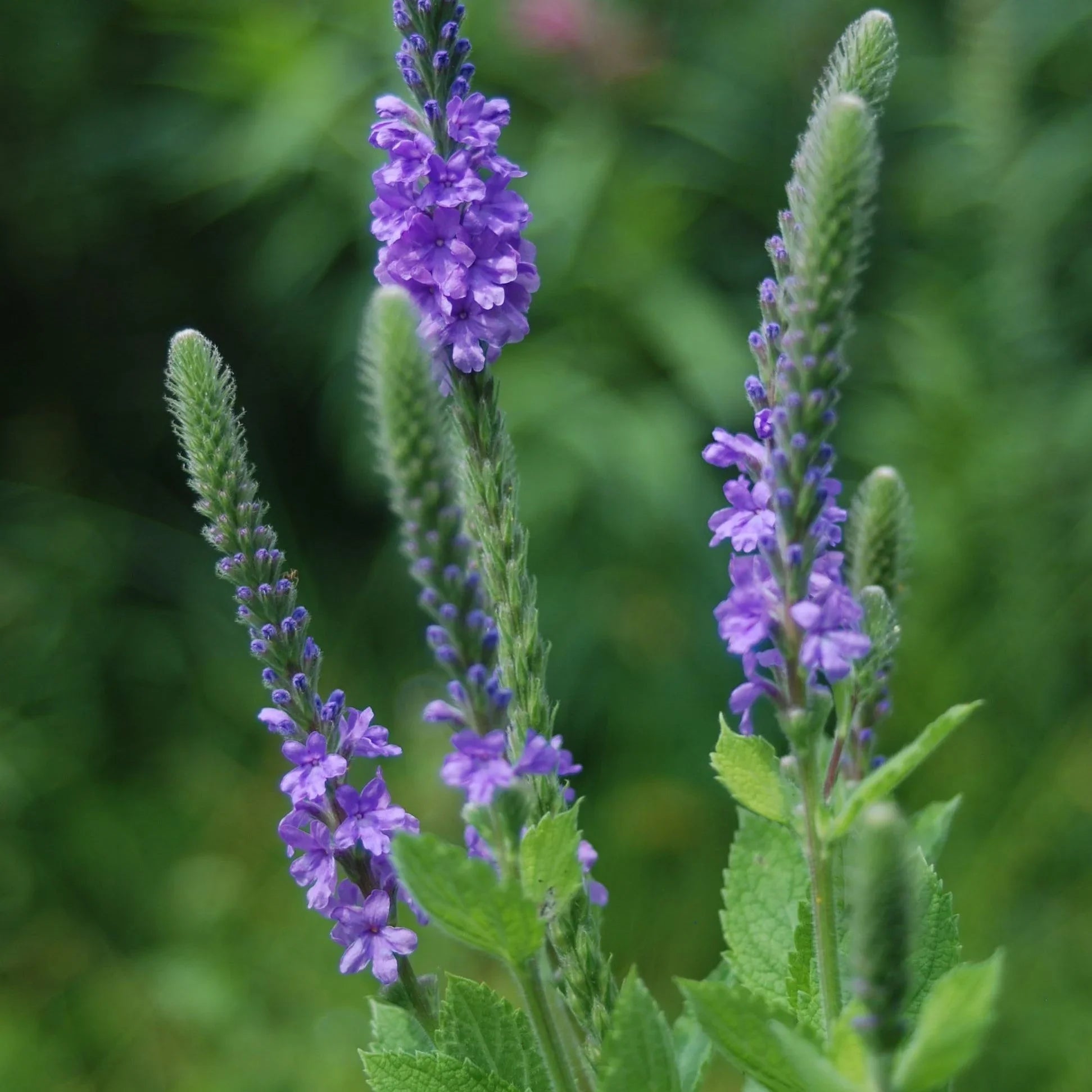 Verbena Hybrida Blue Flower Blooms in Garden