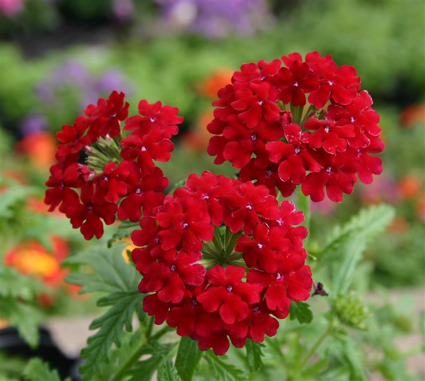 Red Verbena Flowers Grown in Pots