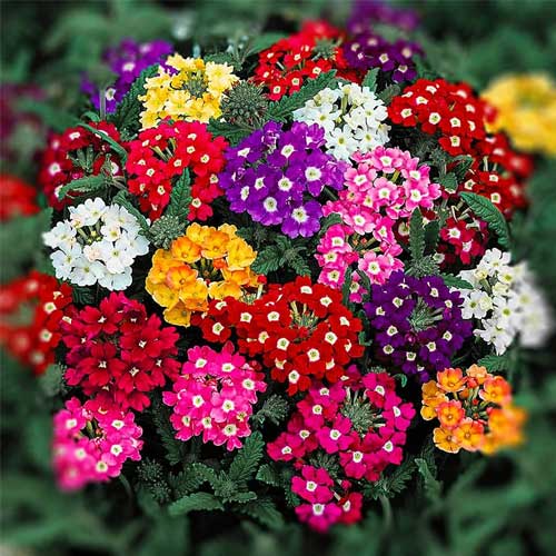 Non-GMO Verbena flower seeds for gardeners
