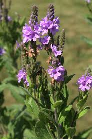 Verbena stricta growing in full sun garden bed
