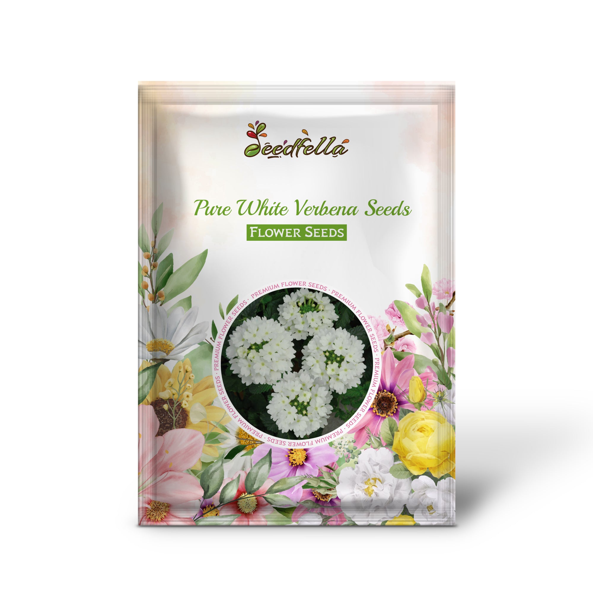 White Verbena Blooms in Garden