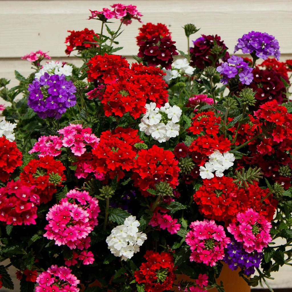 Verbena Flower Seeds For Planting Mixed Colors - Enrich Your Garden Collection With Vibrant And