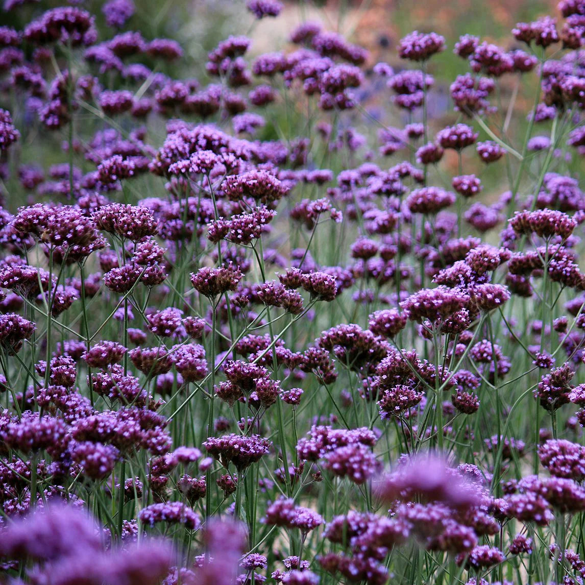 Purple Verbena Seeds For Planting – Vibrant Garden Blooms Flower