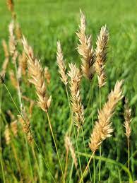 Sweet Vernal Grass Seedlings Sprouting in Pots