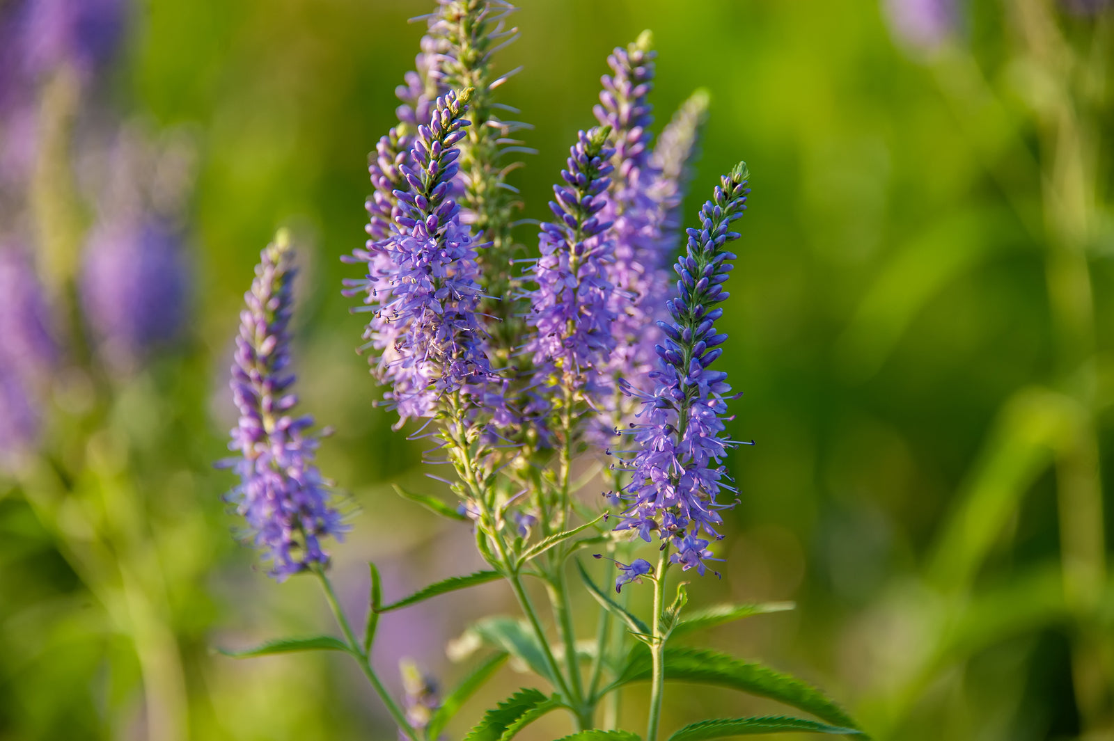 Veronica Flower Seeds for Planting