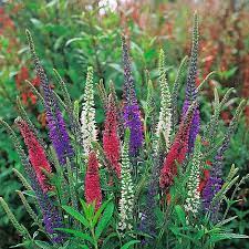 Mixed Color Spike Speedwell Flowers Blooming in Garden
