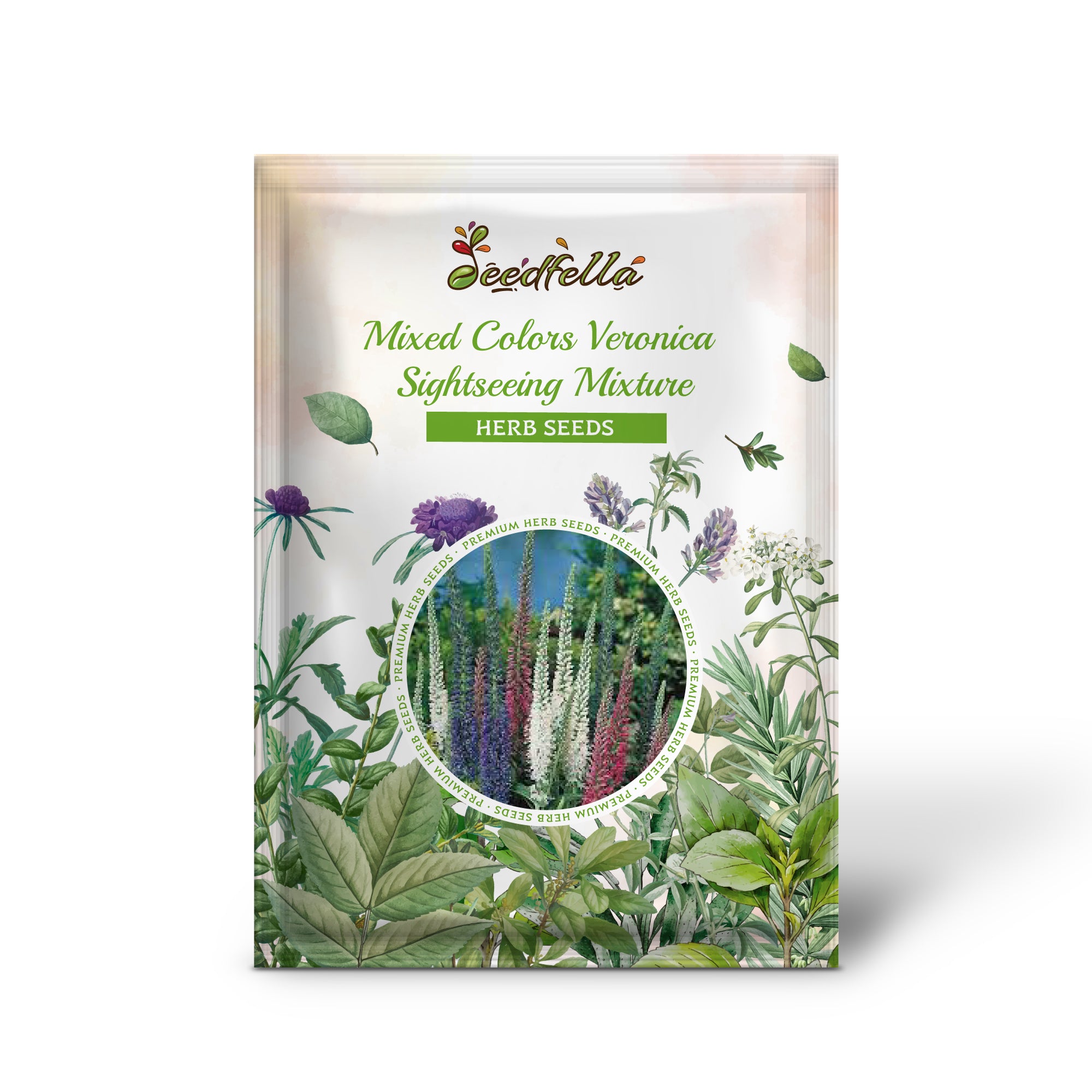 Young Veronica Spicata Seedlings Growing in Soil