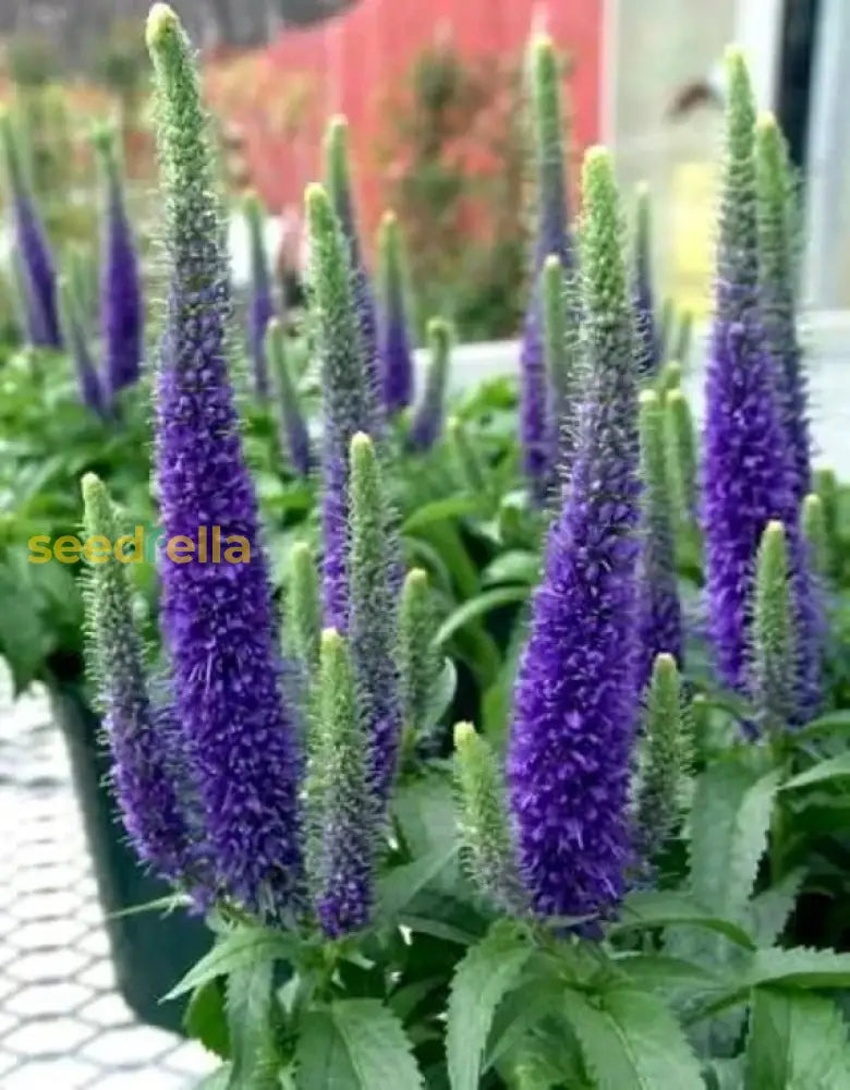 Veronica Spicata Garden Flowers