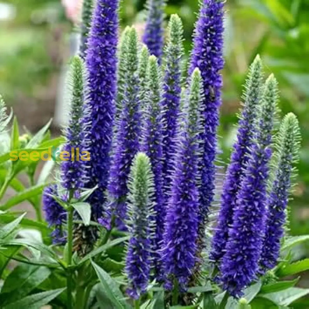 Veronica Spicata Planting For Vibrant Blooms  Seeds A Lush And Colorful Garden Flower