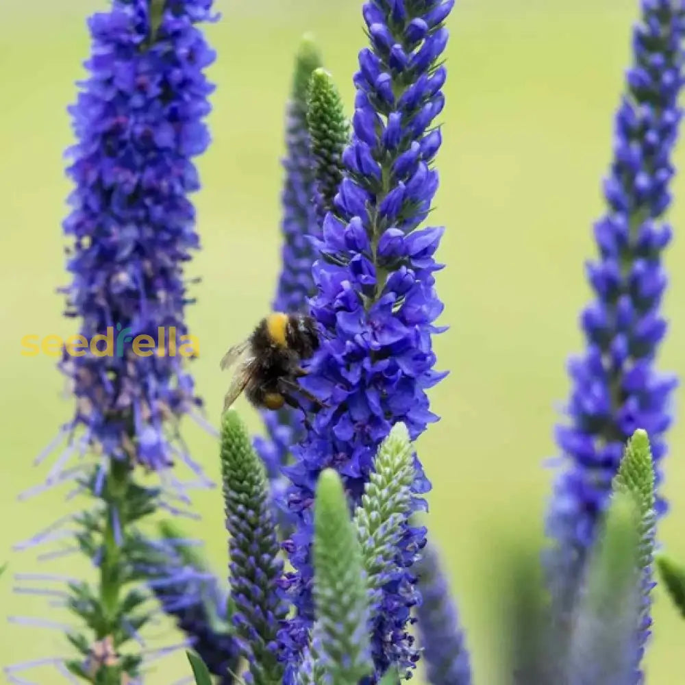 Veronica Spicata Planting For Vibrant Blooms  Seeds A Lush And Colorful Garden Flower