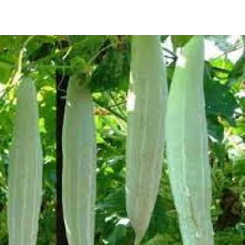 Snake gourd plants in vertical garden trellis setup