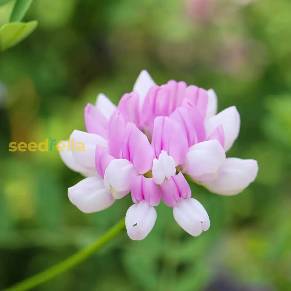 Vetch Coronilla Planting Seeds  Grow Beautiful Flowers Flower