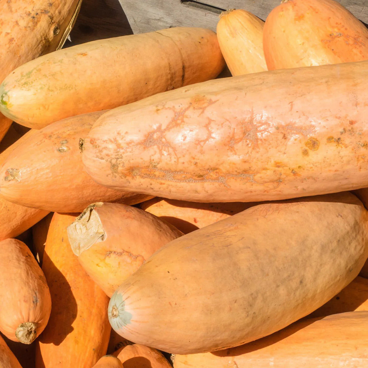 Giant pink banana squash grown from VH562 Squash Seeds