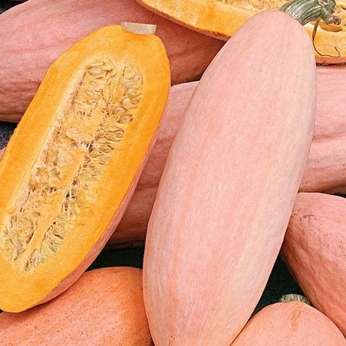 VH562 Giant Pink Banana Squash Seeds for growing giant heirloom squash